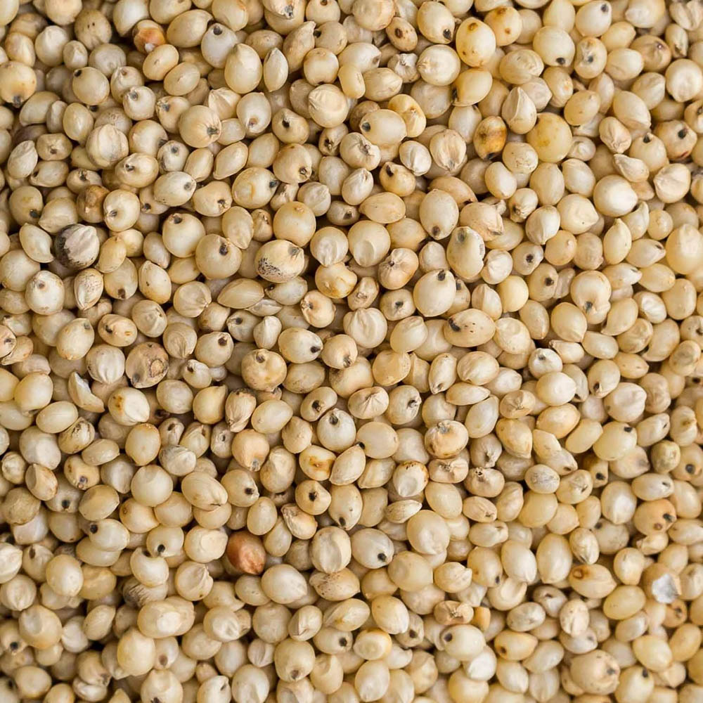 Great Millet (Jowar)